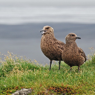 Ingólfshöfdi - Great skua